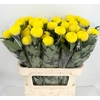 Chrys Gp  Boris Yellow