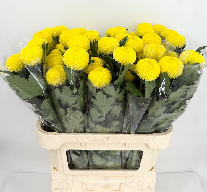 Chrys Gp  Boris Yellow