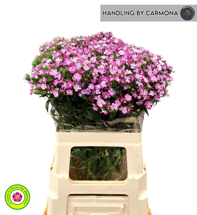 <h4>DI BARB AM ROSE</h4>