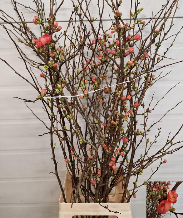 <h4>CHAENOMELES JAPONICA</h4>