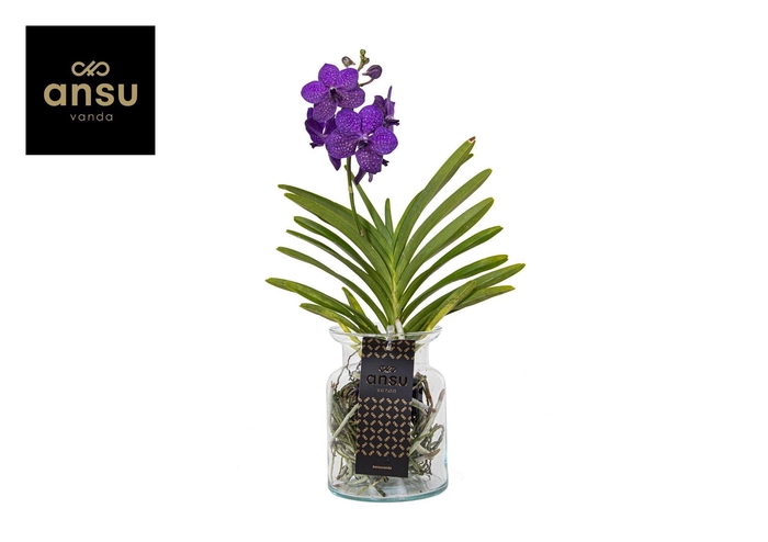 <h4>Vanda Bose Blue</h4>