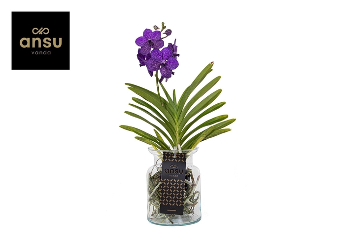 <h4>Vanda Bose Blue</h4>