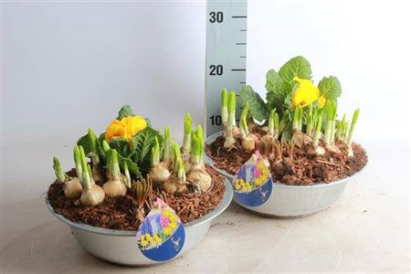 <h4>Arr Tuinplanten</h4>