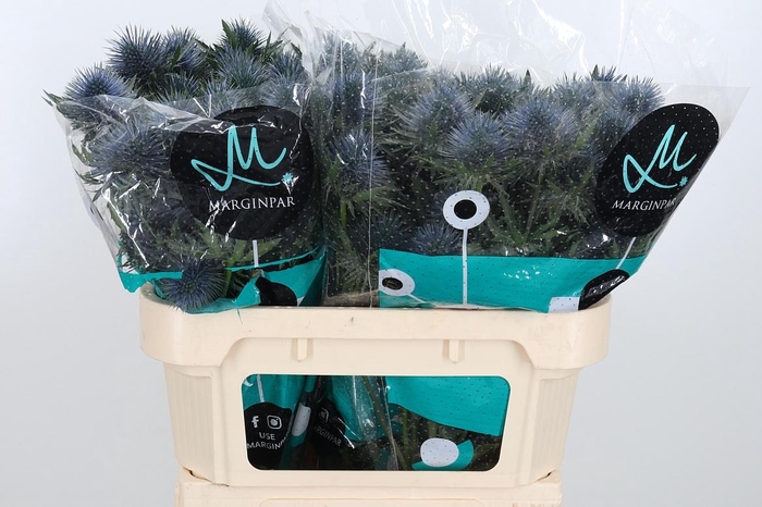 <h4>Eryn Magnetar Qstar</h4>