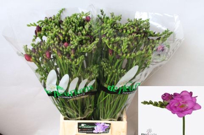 <h4>Freesia du Cherise</h4>