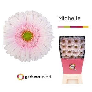 Ge Gr Michelle Diamond United
