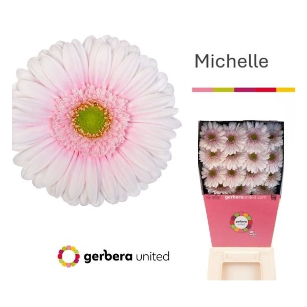 <h4>Ge Gr Michelle Diamond United</h4>