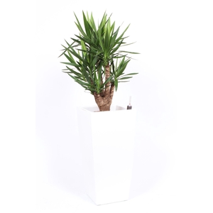 Yucca elephantipes in Piza pot 