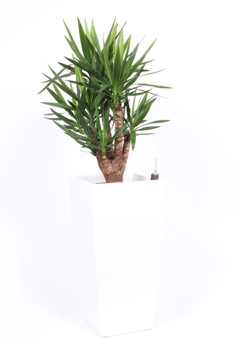 <h4>Yucca elephantipes in Piza pot "wit"</h4>