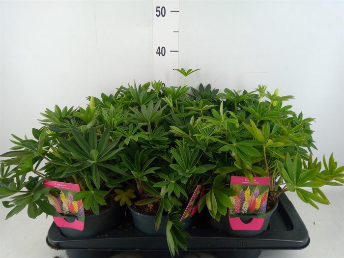 <h4>Lupinus   ...</h4>