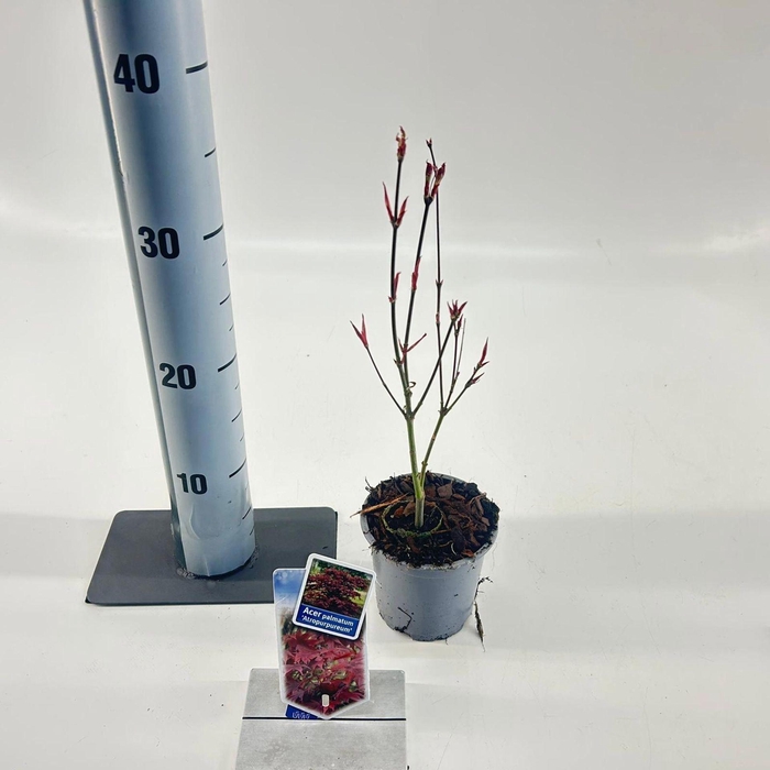 Acer palmatum Atropurpureum