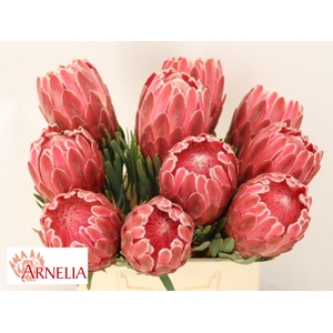 PROTEA VENUS
