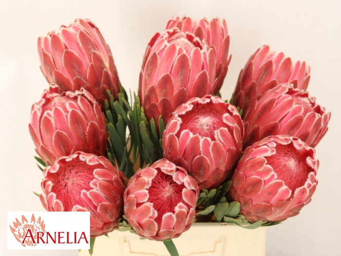 <h4>PROTEA VENUS</h4>