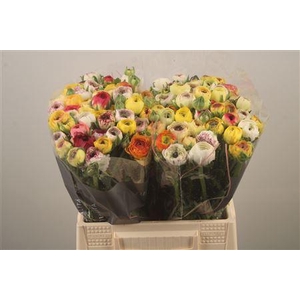 Ran El Yellow Stripe