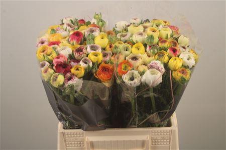 <h4>Ran El Yellow Stripe</h4>