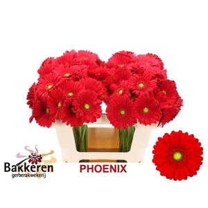 Ge Mi Phoenix