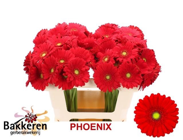 <h4>Ge Mi Phoenix</h4>