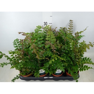 Didymochlaena truncatula