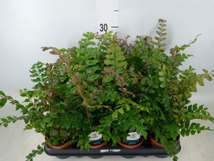 <h4>Didymochlaena truncatula</h4>