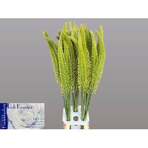 EREMURUS YELLOW REBE