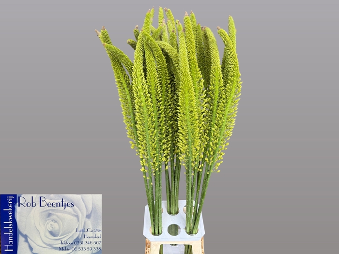 <h4>EREMURUS YELLOW REBE</h4>