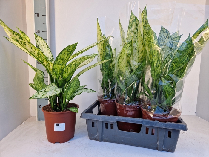 <h4>DIEFF VESUVIUS</h4>