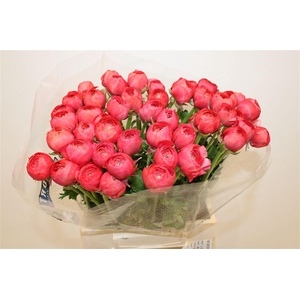 Ran Cloni Ex Fragolino