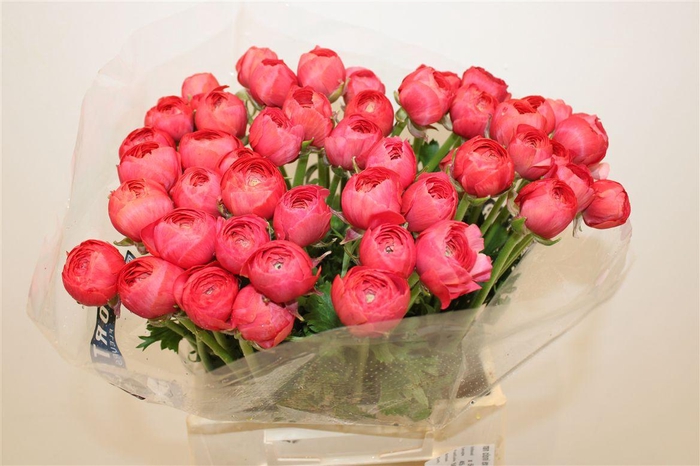 <h4>Ran Cloni Ex Fragolino</h4>