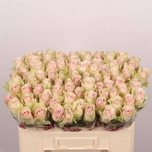 R GR PINK ATHENA