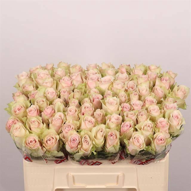 <h4>R GR PINK ATHENA</h4>