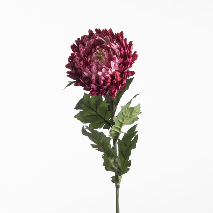 <h4>AF Chrysanthemum L75cm Beauty</h4>