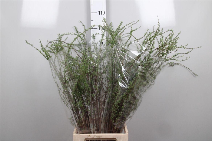 <h4>Spir C Grefsheim</h4>