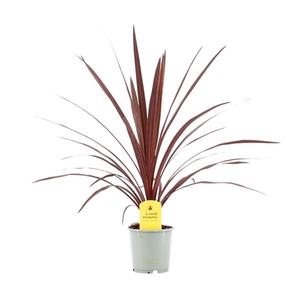 Cordyline australis 'Red Star'