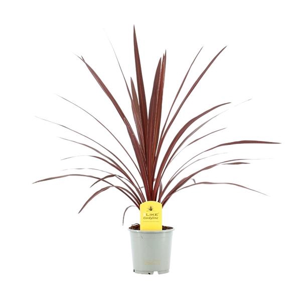 <h4>Cordyline australis 'Red Star'</h4>