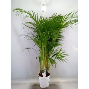 Dypsis lutescens   ...Chrysalidoca