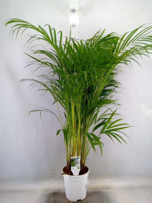 <h4>Dypsis lutescens   ...Chrysalidoca</h4>