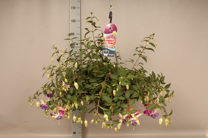 Hangpotten 27 waterreservoir Fuchsia El Camino