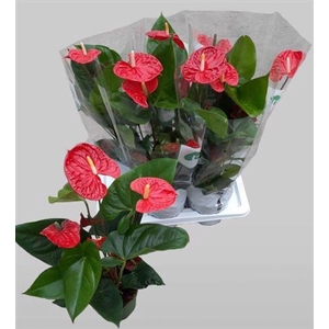 Anthurium Andreanum Grp Madural