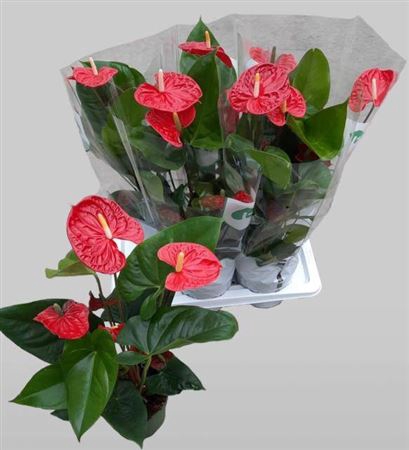 <h4>Anthurium Andreanum Grp Madural</h4>