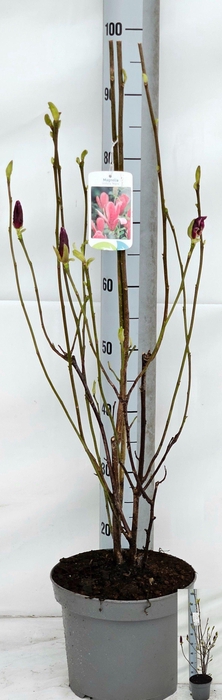 <h4>MAGN LIL NIGRA</h4>