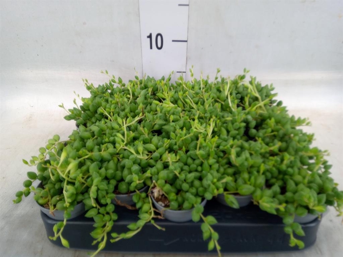 <h4>Senecio herreianus</h4>