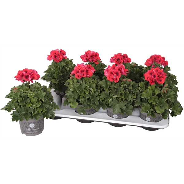 <h4>Pelg. Bella Donna Rood 12cm</h4>