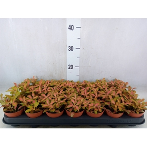 Fittonia  'Mosaic Skeleton'