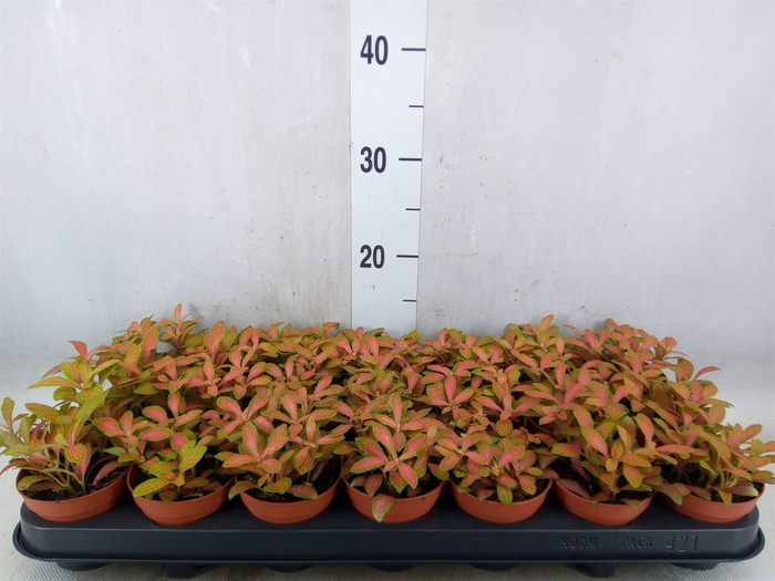 <h4>Fittonia  'Mosaic Skeleton'</h4>