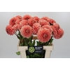 Dahlia Romance