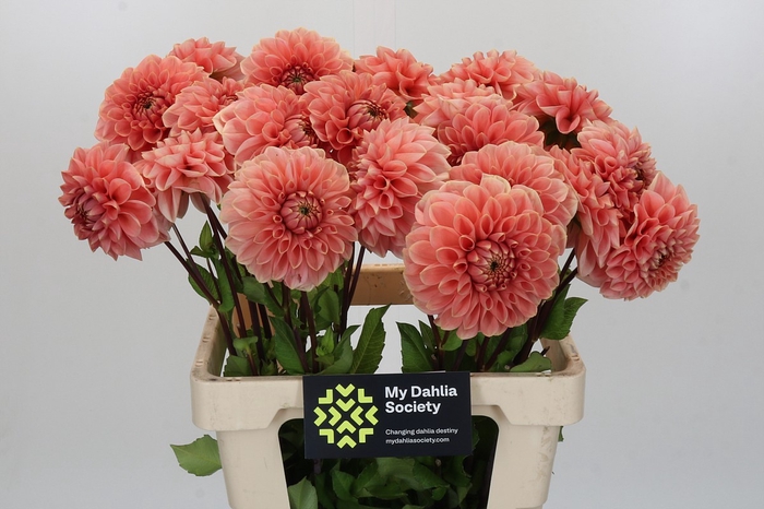 Dahlia Romance