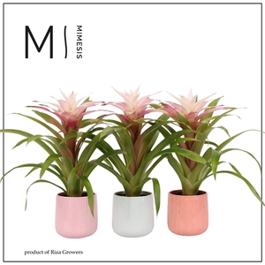 Mimesis Guzmania Deseo Magical White - 12cm in Belize ceramic
