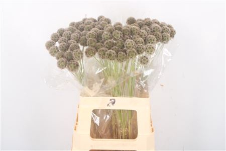 <h4>Scabiosa Stellata Seeds</h4>