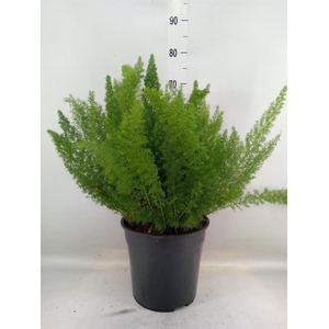 Asparagus dens. 'Meyers'