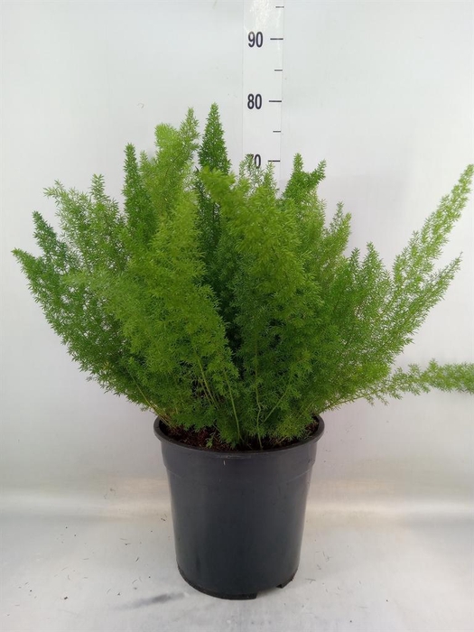 <h4>Asparagus dens. 'Meyers'</h4>